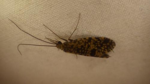 Philopotamus sp.